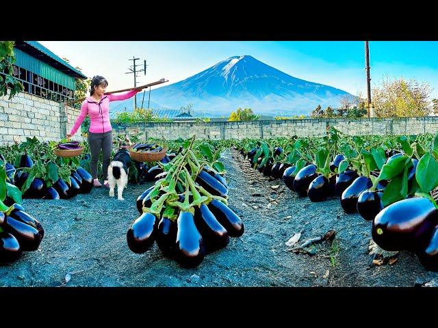 Harvesting Salted Eggplant Goes To Market Sell | Tiểu Vân Daily Life