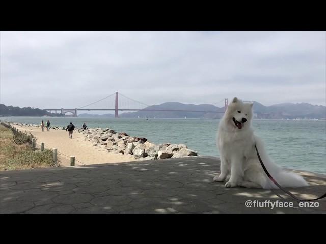 FULL DOGHOUSE (Full House Intro- Dog Edition)