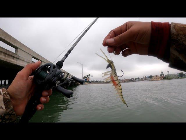 Bridge Fishing, with a Vudu SHRIMP JIG!(EPIC RESULTS) Corpus Christi TX