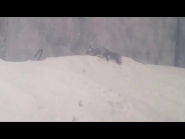 Милота! Все та же белочка.