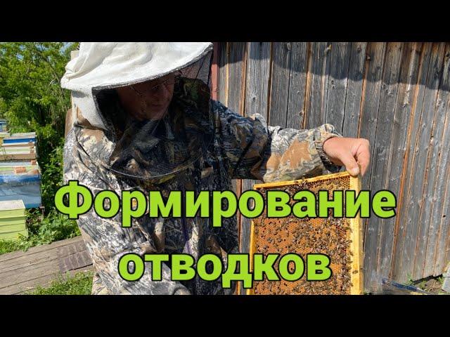 ФОРМИРОВАНИЕ ОТВОДКОВ!!! РОЙ НА ПАСЕКЕ!!! 24.05.2025!!!