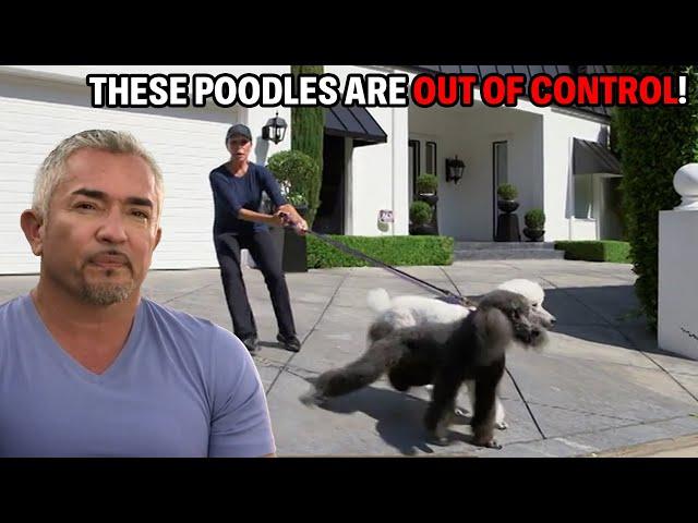 How To Control Four Posh French Poodles  | Cesar 911 Season 2, Ep. 5 - Part 2