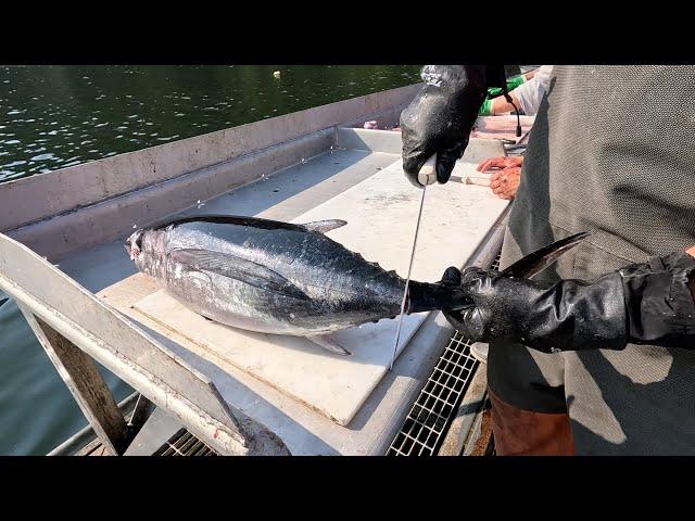 How To Fillet (Loin Out) Albacore Tuna