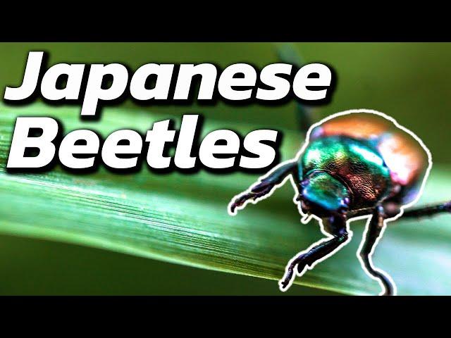 How To Get Rid of Japanese Beetles