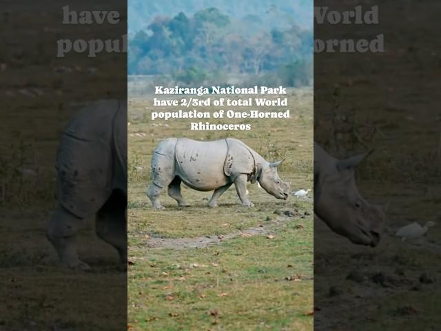 About Kaziranga National Park  | One Horned Rhino   #shorts