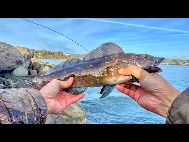 Jetty Fishing for Kelp Greenling - 俄勒冈州海边钓星斑和海鲫鱼