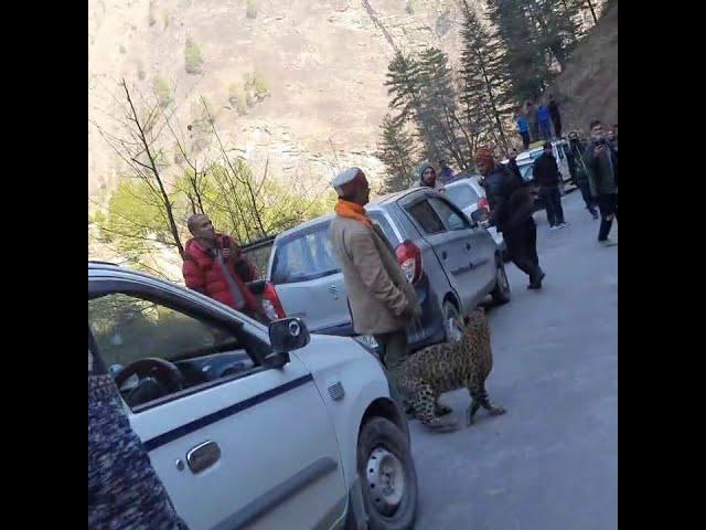 Leopard Playing with humans in Kullu | #Shorts #TirthanValley #GHNP #kullu