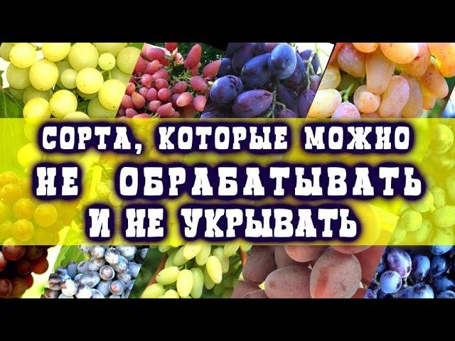 НЕ УКРЫВАЕМ И НЕ ОБРАБАТЫВАЕМ ЭТИ СОРТА ВИНОГРАДА