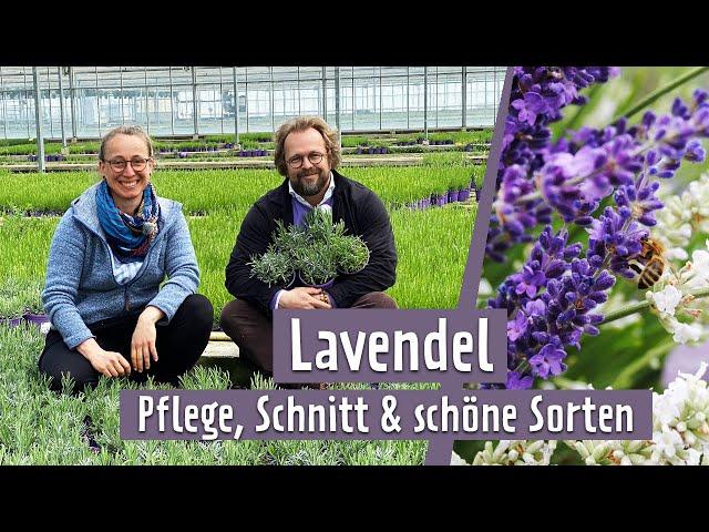 Lavendel: Sorten, Pflegen und Schneiden | MDR Garten