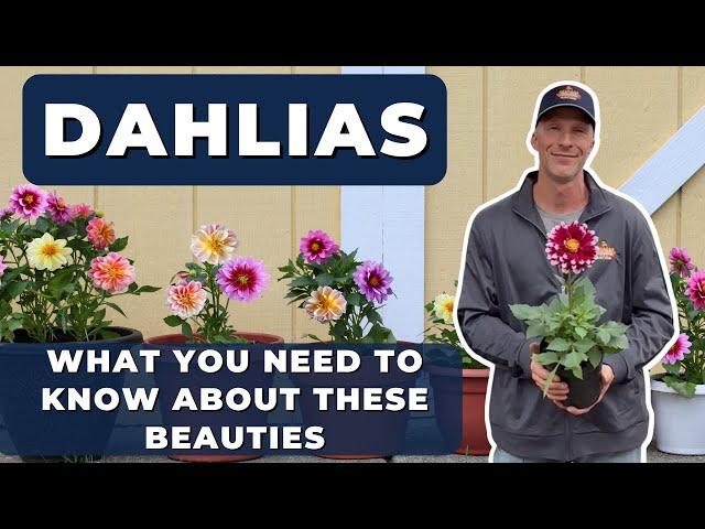 Best Care Tips for DAHLIAS and How to Over-Winter Them