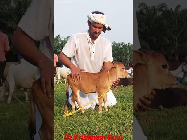 Dr Krishnam Raju With Miniaster Punganuru Cattle#punganuru #desi #farm #indian #nadipathy