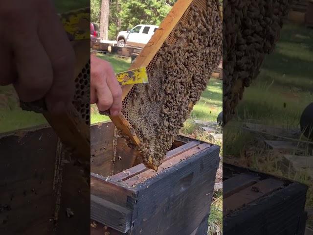 How to Split a Hive Without Needing to Locate a Queen