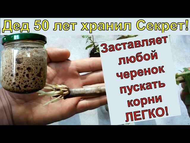 САМЫЙ ПРОСТОЙ СПОСОБ УКОРЕНИТЬ ЛЮБОЙ ЧЕРЕНОК 100% Черенкование. Черенки винограда.Черенкование роз.