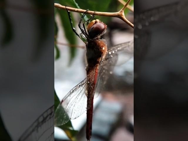 Dragonfly #shorts #macrovideo #macro #macrovideography #insect