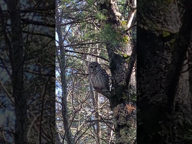 Majestic owl #wisconsin #discoverwisconsin #eauclaire #minnesota #michigan