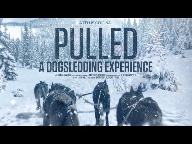 Pulled - A Dog Sledding Experience