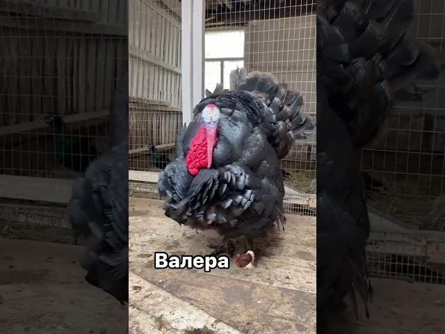 Закрываем тренд, Валериевна всех уделала  Глаза точно Валерины