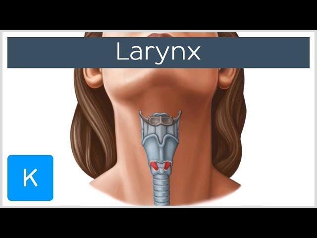 Larynx - Membranes, ligaments and muscles - Human Anatomy | Kenhub