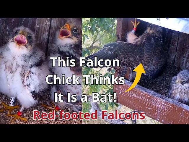 Amazing Red-footed Falcons 'From Early Days To The Fledging' Rare & Beautiful Part 2