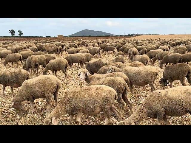 El agua es fundamental. Después de encerrar por la lluvia hoy las toca hartura…