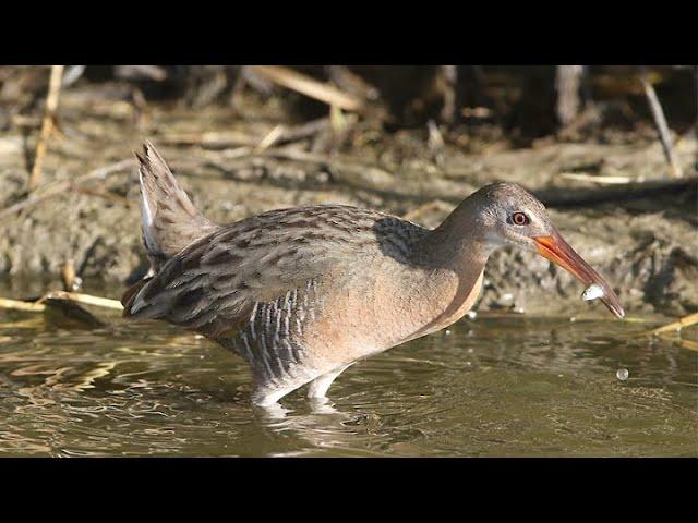 NASA Technology Aids Wildlife Conservation