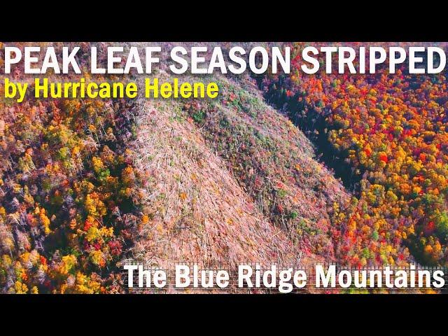 WNC Peak Leaf Season ~ Post Helene