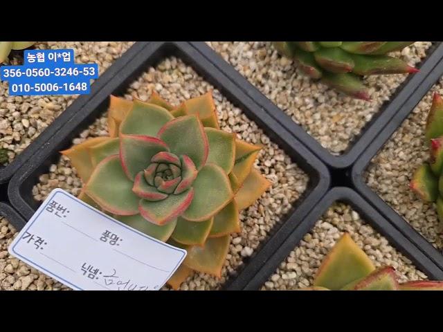 아침노을다육 TV 라이브 방송