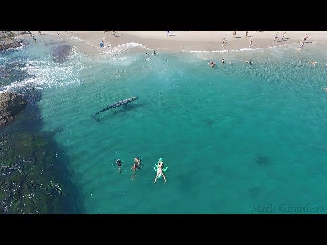 Whale visits beachgoers in Laguna Beach