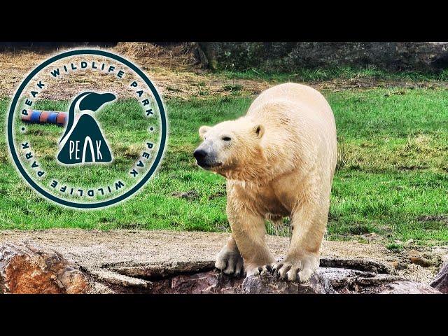 Peak Wildlife Park 2024 - POLAR BEARS!