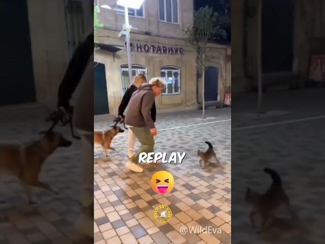 Kungfu Ninja Cat Vs Dog 