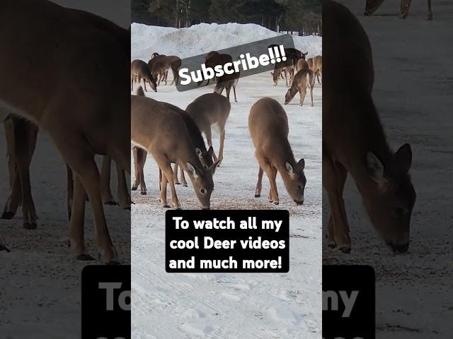 Whitetail Deer #whitetail #nature #whitetaildeerhunting #deer #deerhunting #outdoors #hunting