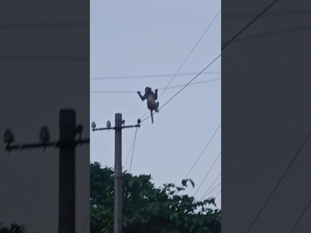 Monkey dance in electric wire #viral #shorts #youtubeshort #fun #cute # #monkeyaround #animal