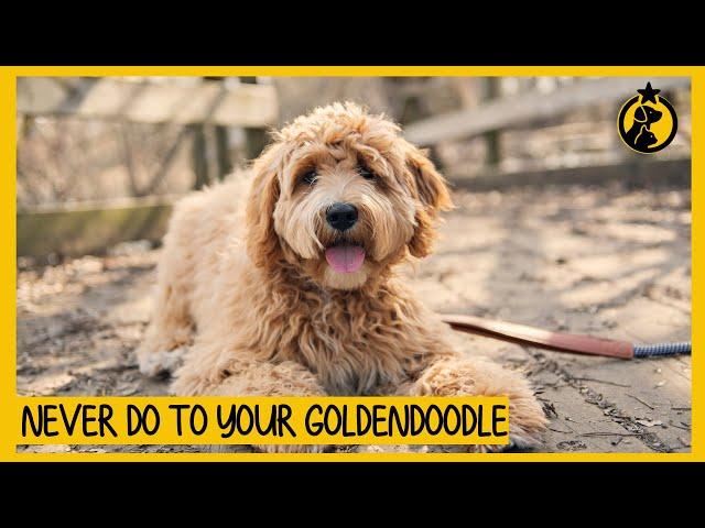 5 Things You Must Never Do to Your Goldendoodle