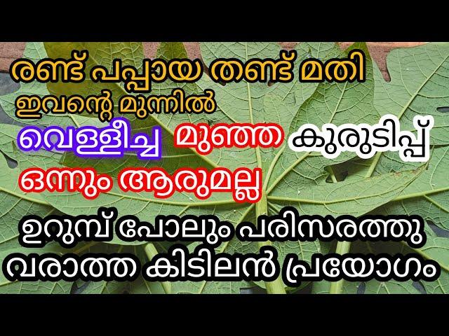 അടിപൊളി ജൈവകീടനാശിനി പ്രയോഗം a1luckylifemedia