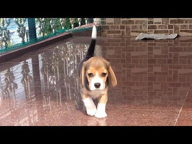 Cute Beagle puppy compilation part 2. | Cooper the cute Beagle |