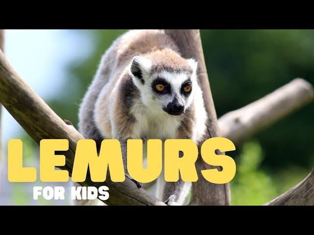 Lemurs for Kids | Learn all about these cute creatures!