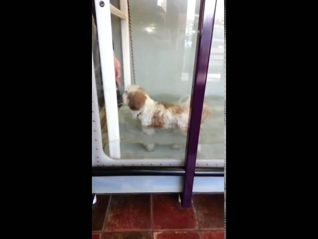 Riley B in the Underwater Treadmill