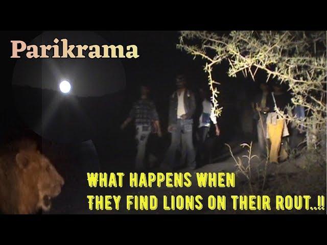 LIONS AND GIRNAR PARIKRAMA | DEVOTIONAL VALUE WITH WILDLIFE | LION PROTECTION