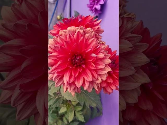 #loveflowers