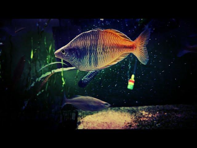 What Rainbowfish Should I Put in My Tank?  My Favorite Rainbows for Every Tank Size!