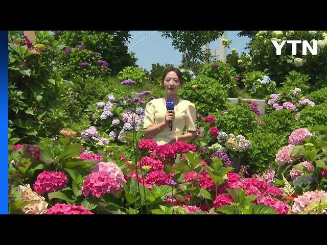 활짝 핀 오색 수국...청량한 초여름 만끽 / YTN