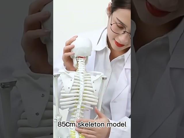 85cm skeleton model