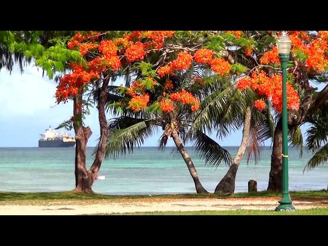 Flame Tree