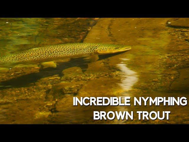 Obsessive Brown Trout Fly Fishing - Wonderful, Beautiful, Tedious Fly Fishing  in Gin-Clear Water