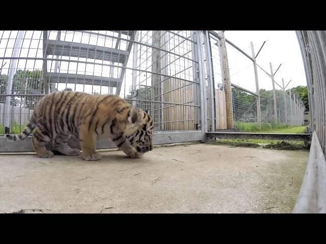 Yorkshire Wildlife Park - Tiger Cubs  Take First Steps Outdoors (Extended)