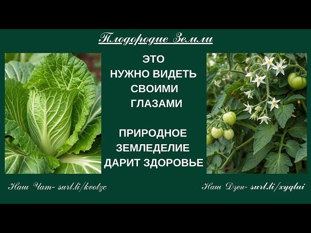 Здоровые, урожайные  растения на БАРМАТУХЕ  №29/25