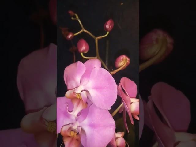 An Attractive Deep Pink Phalaenopsis Followed Me Home From The Supermarket 