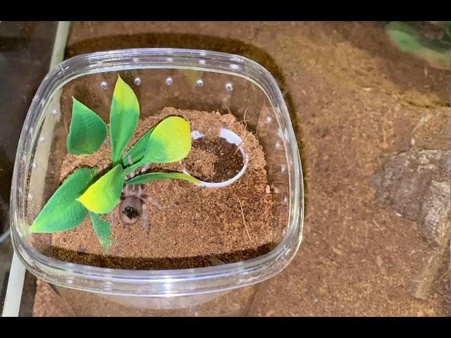 Alfonso Faustino: Arogog: Brachypelma Hamorii Spiderling
