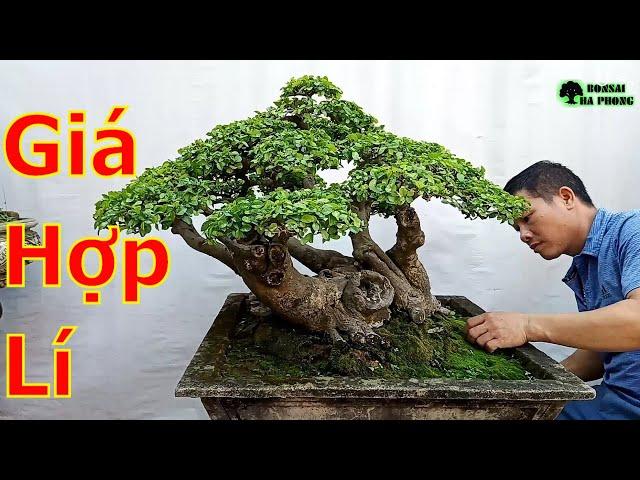 Video toàn cây đẹp giá hợp lý giới thiệu ae chơi cây cảnh bonsai️BShp(Mr.Đại 0967828345)