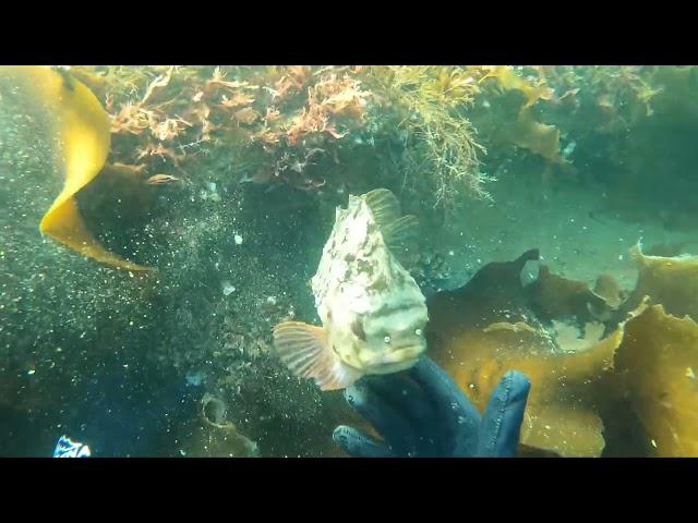 Подводная охота в Кольском заливе Баренцева моря